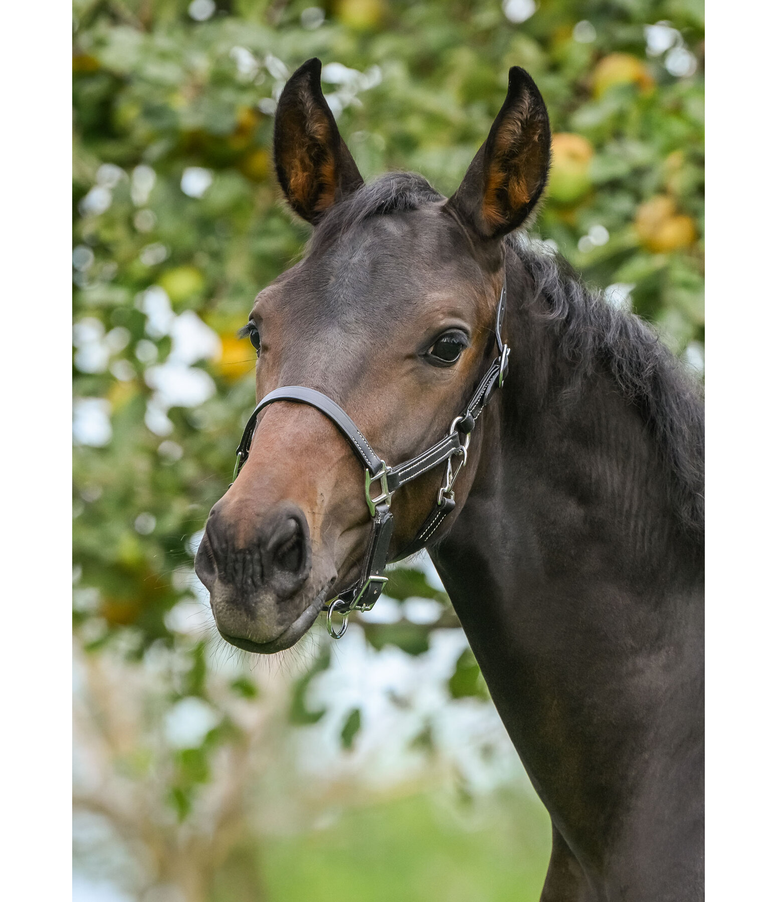 Foal Leather Headcollar Classic