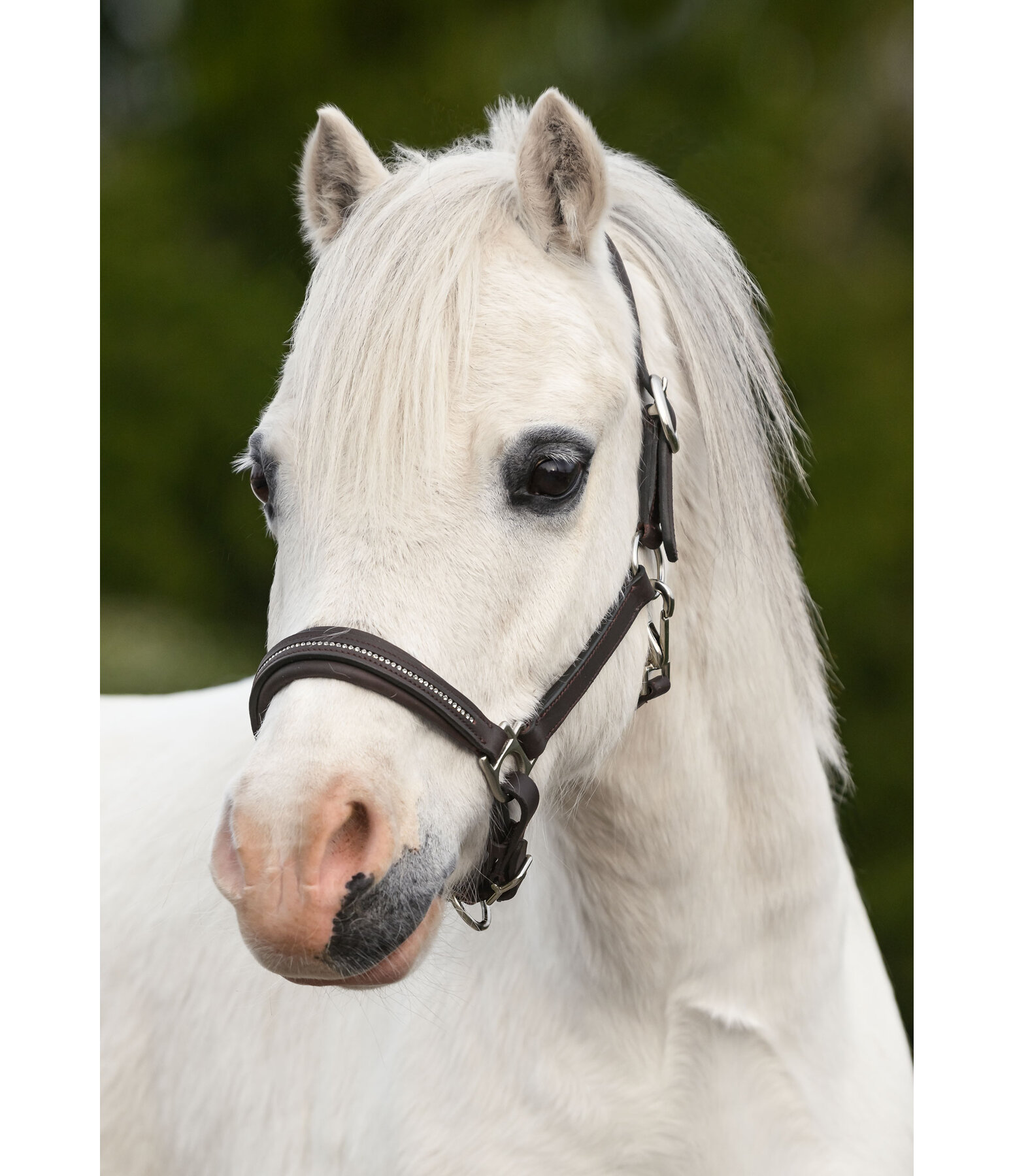 Foal and Shetland Leather Headcollar Selina with Rhinestones