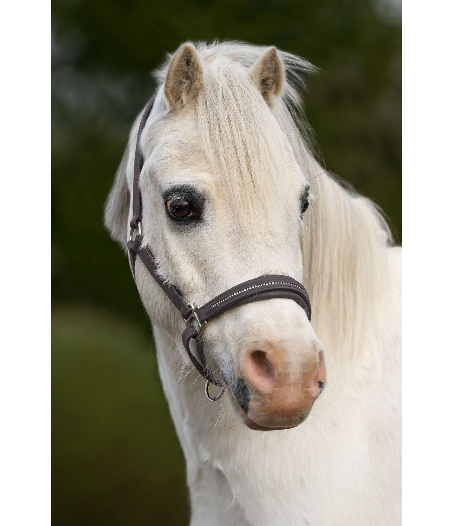 Foal and Shetland Leather Headcollar Selina with Rhinestones