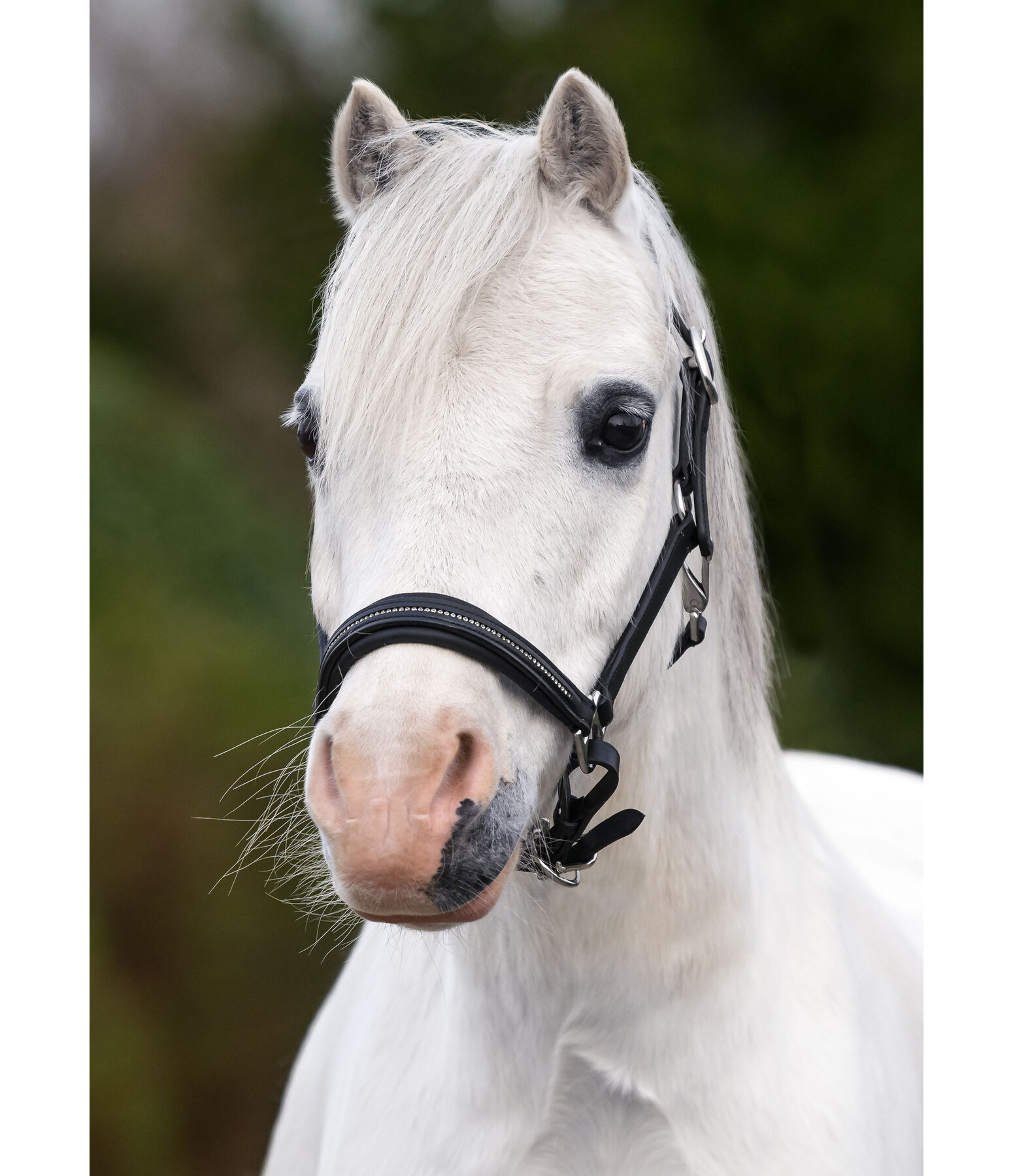 Foal and Shetland Leather Headcollar Selina with Rhinestones