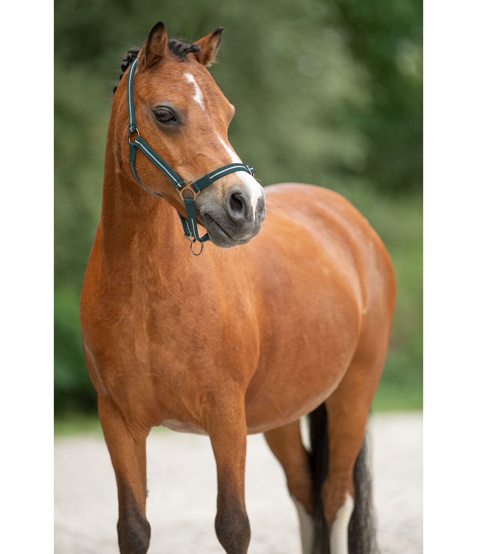 Foal and Shetland Pony Headcollar Shimmering