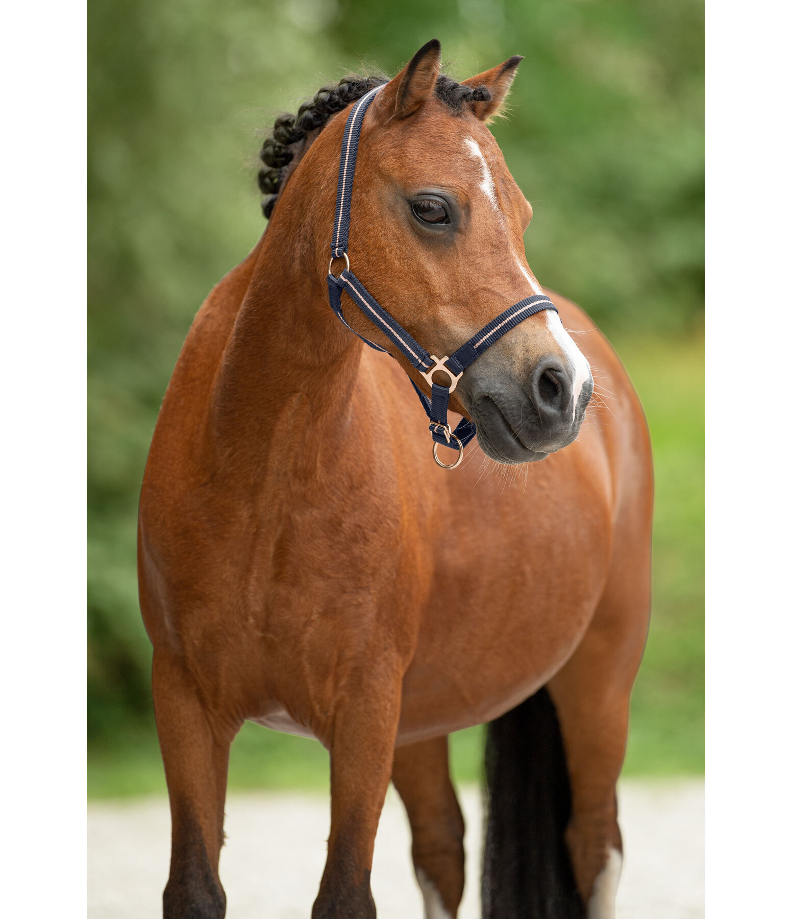 Foal and Shetland Pony Headcollar Shimmering