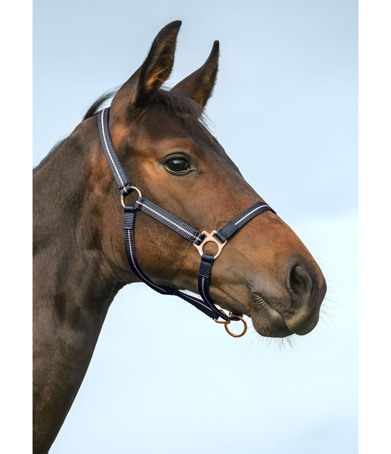 Foal and Shetland Pony Headcollar Shimmering