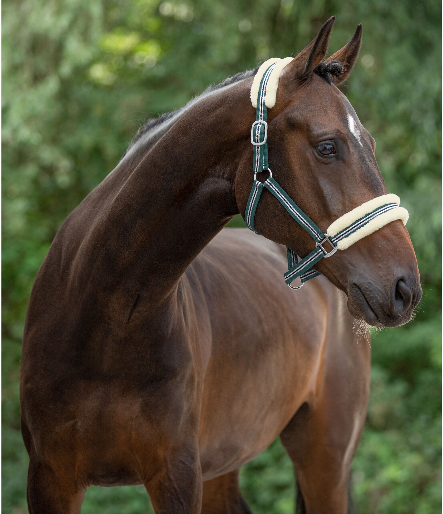 Headcollar Shimmering Stripes