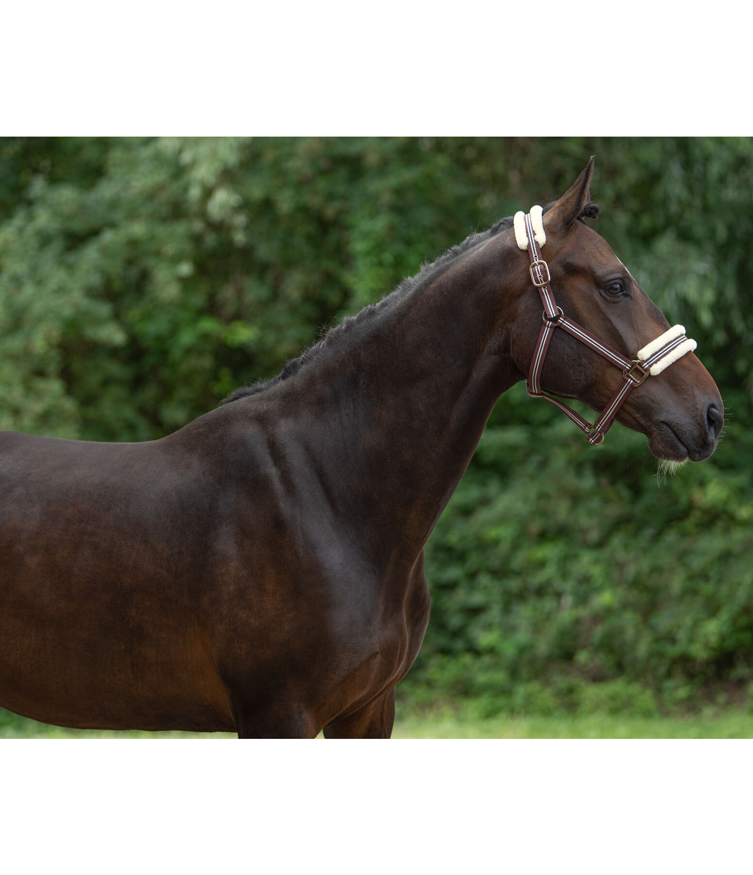 Headcollar Shimmering Stripes