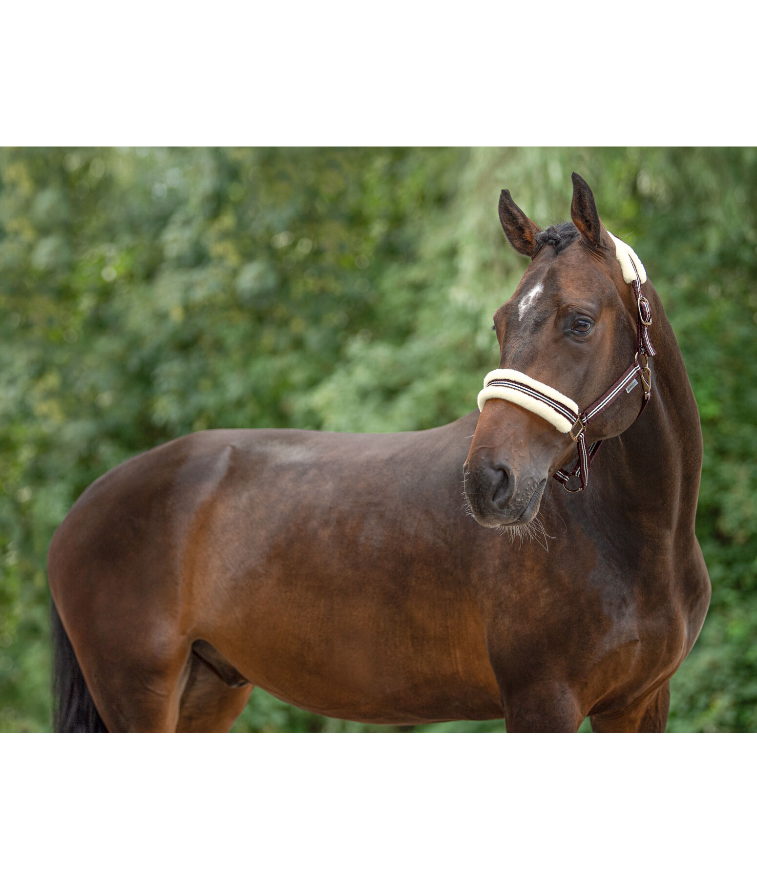 Headcollar Shimmering Stripes