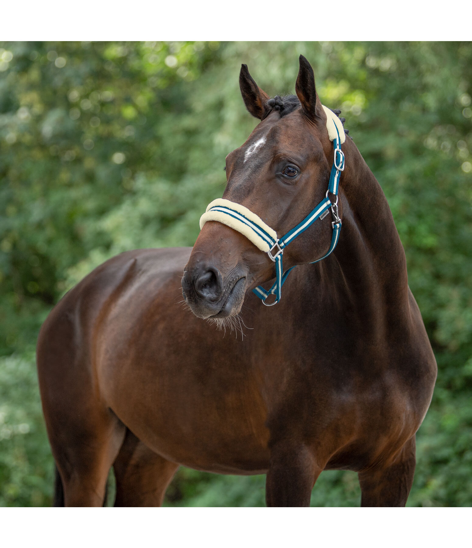 Headcollar Shimmering Stripes