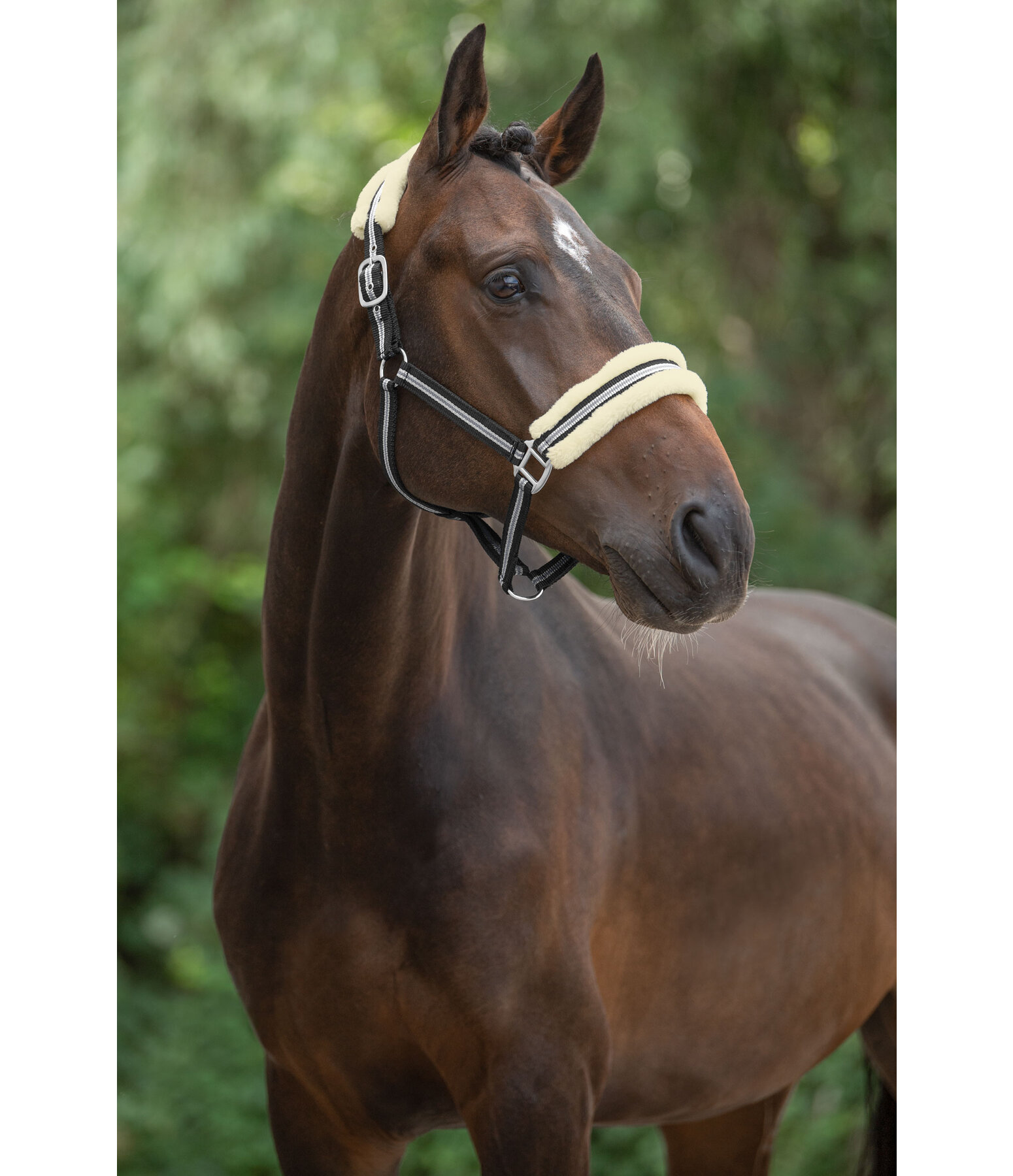 Headcollar Shimmering Stripes