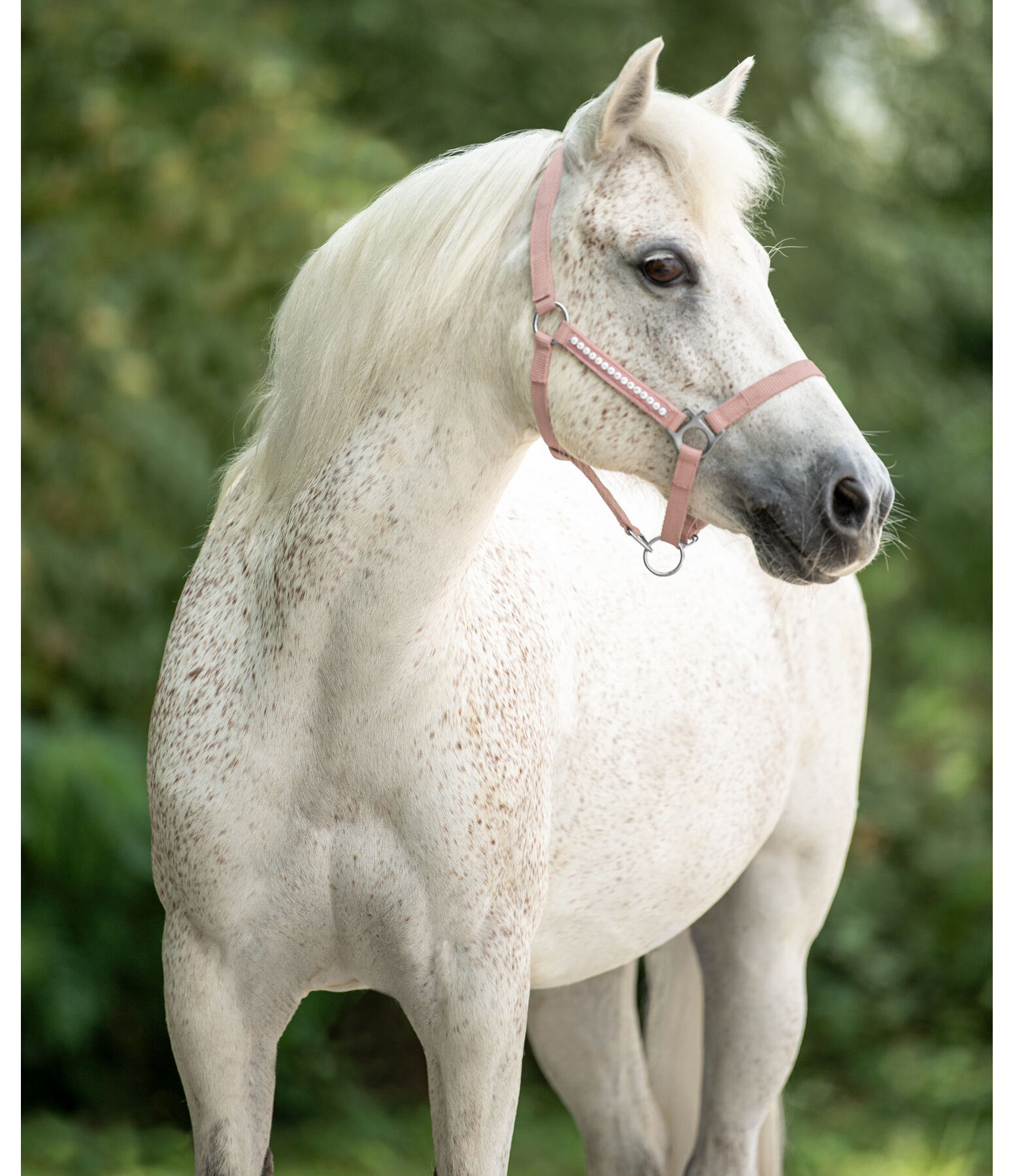 Foal and Shetland Pony Headcollar Crystal Chain