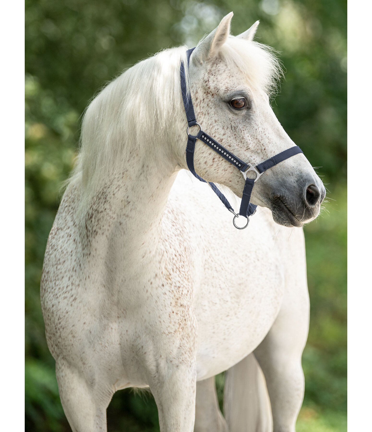 Foal and Shetland Pony Headcollar Crystal Chain