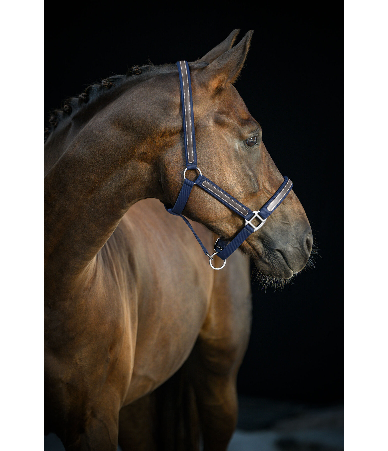 Headcollar Charles