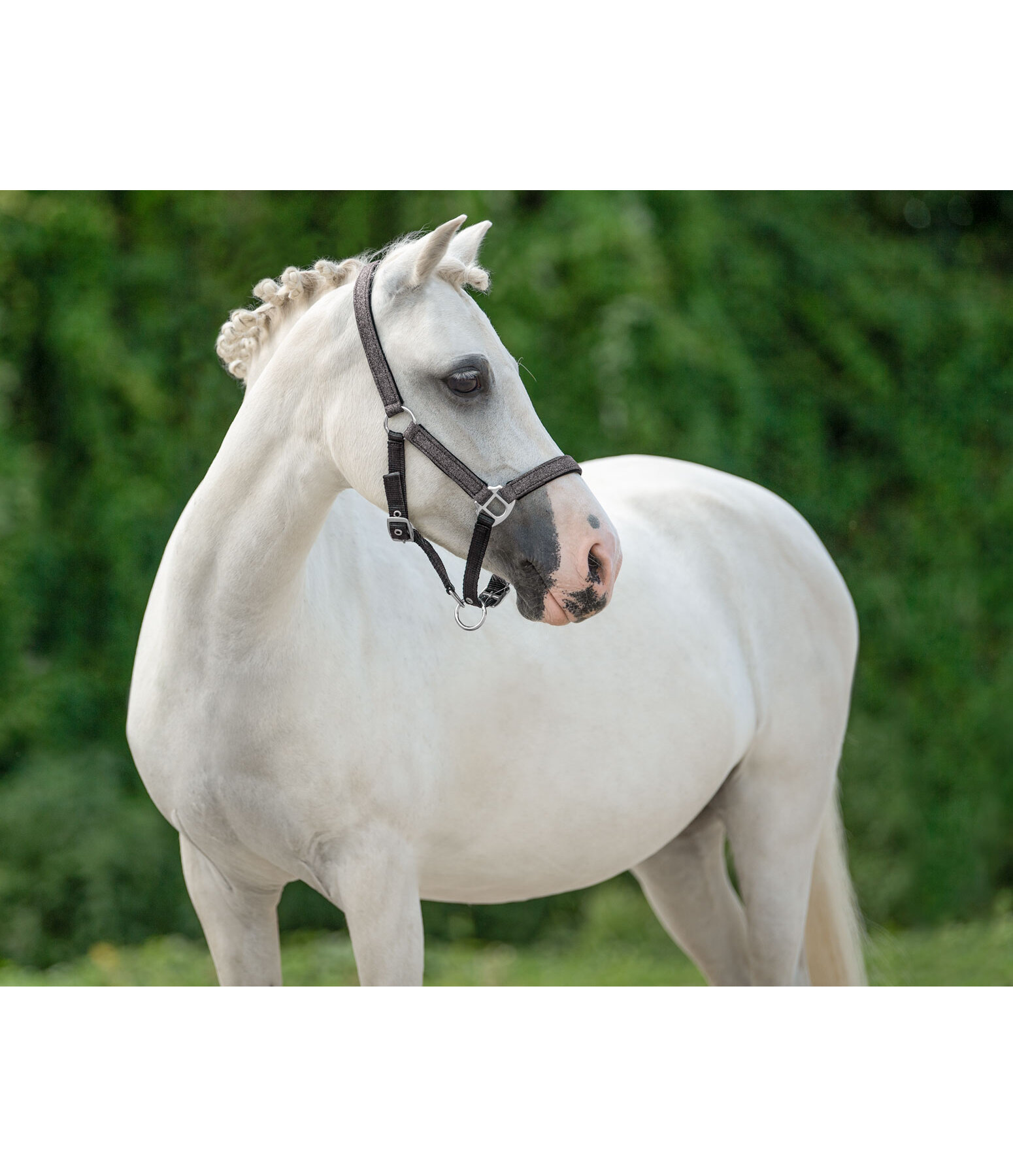 SHOWMASTER Foal and Shetland Pony Headcollar Twinkle