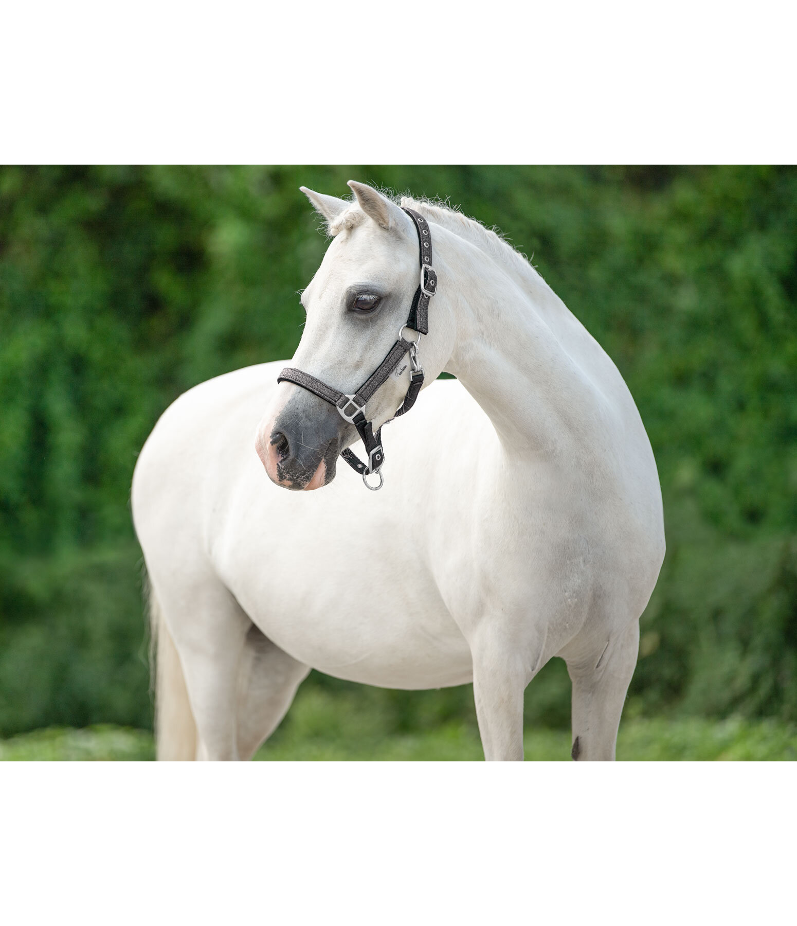 Foal and Shetland Pony Headcollar Twinkle