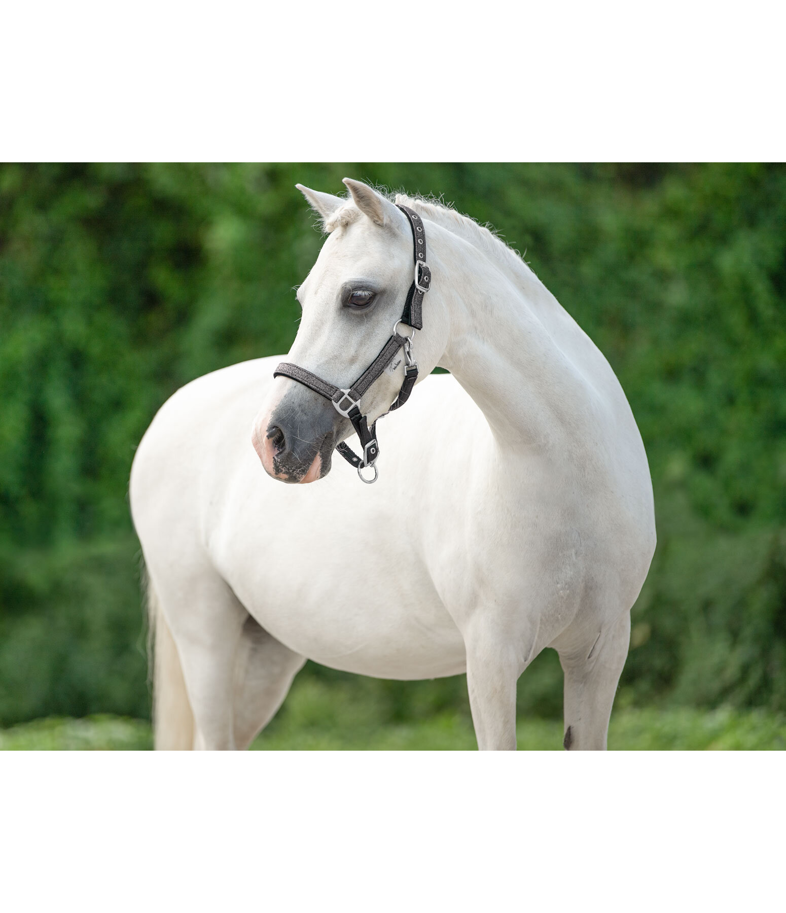 SHOWMASTER Foal and Shetland Pony Headcollar Twinkle