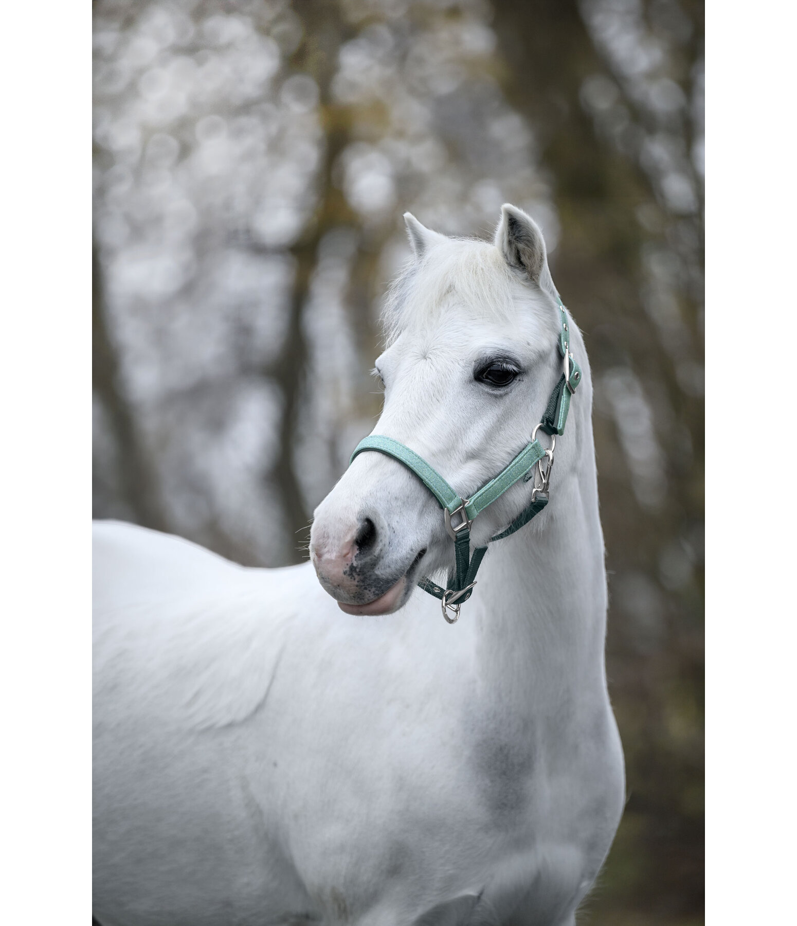 Foal and Shetland Pony Headcollar Twinkle