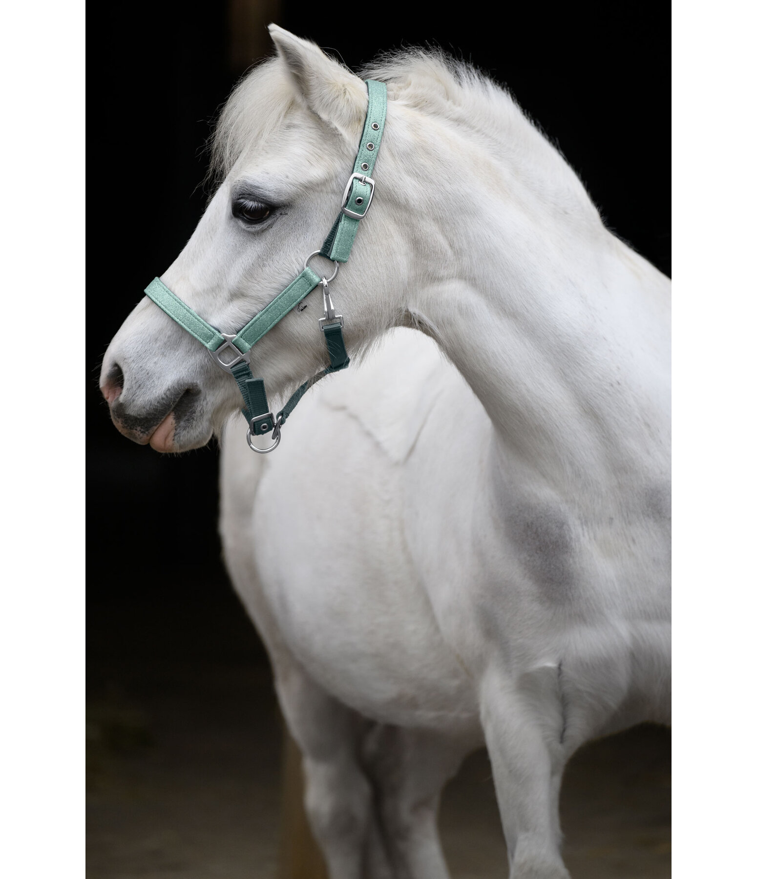 Foal and Shetland Pony Headcollar Twinkle