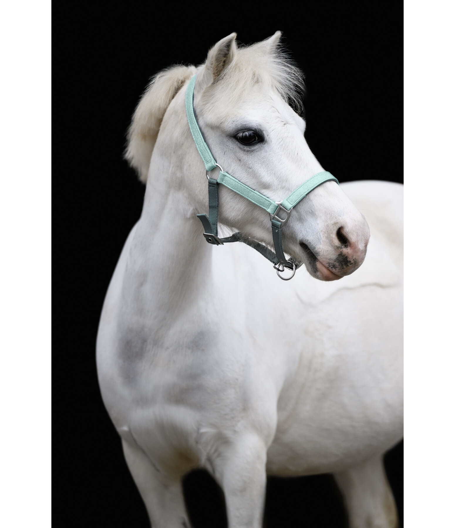 Foal and Shetland Pony Headcollar Twinkle