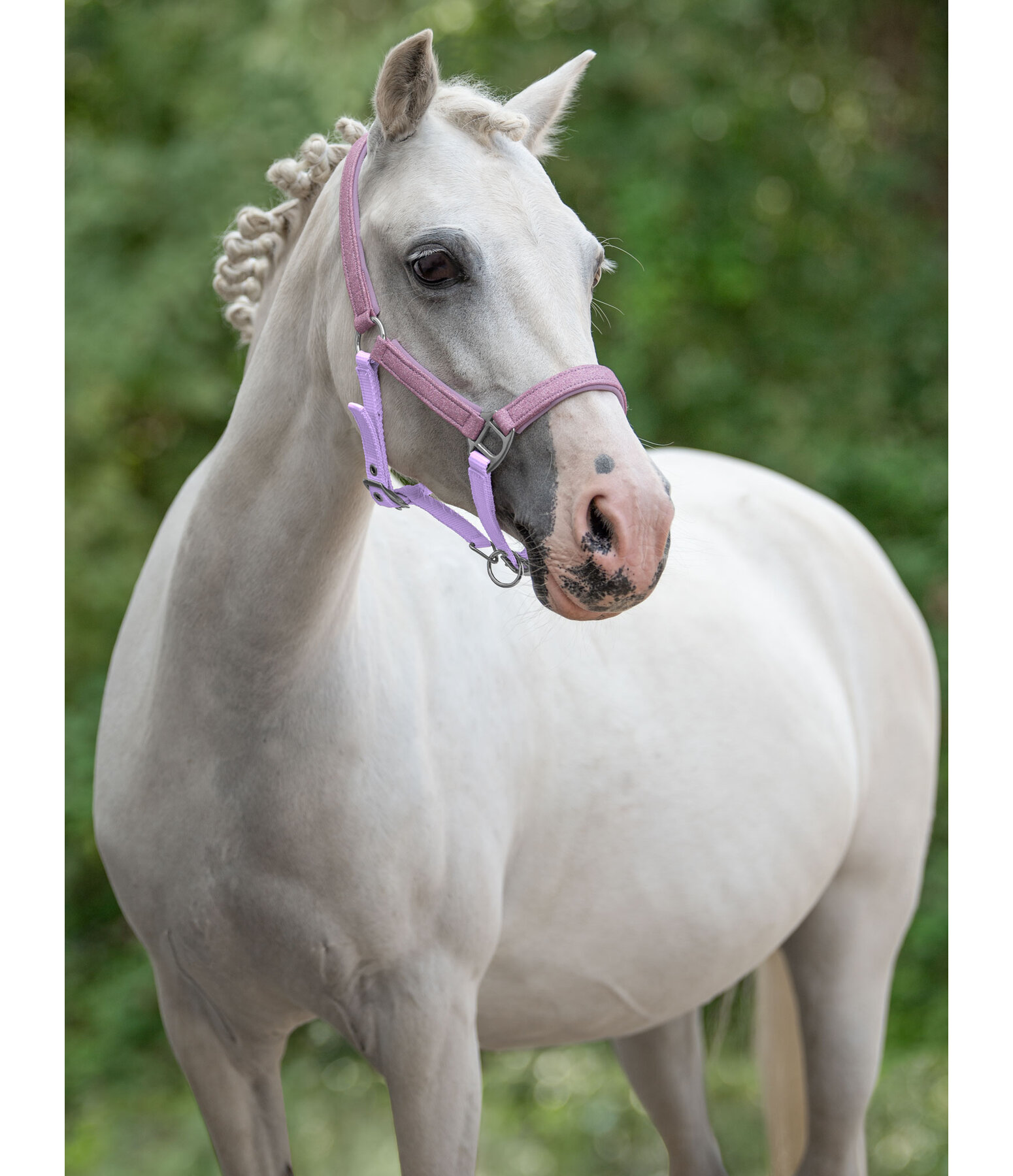 SHOWMASTER Foal and Shetland Pony Headcollar Twinkle