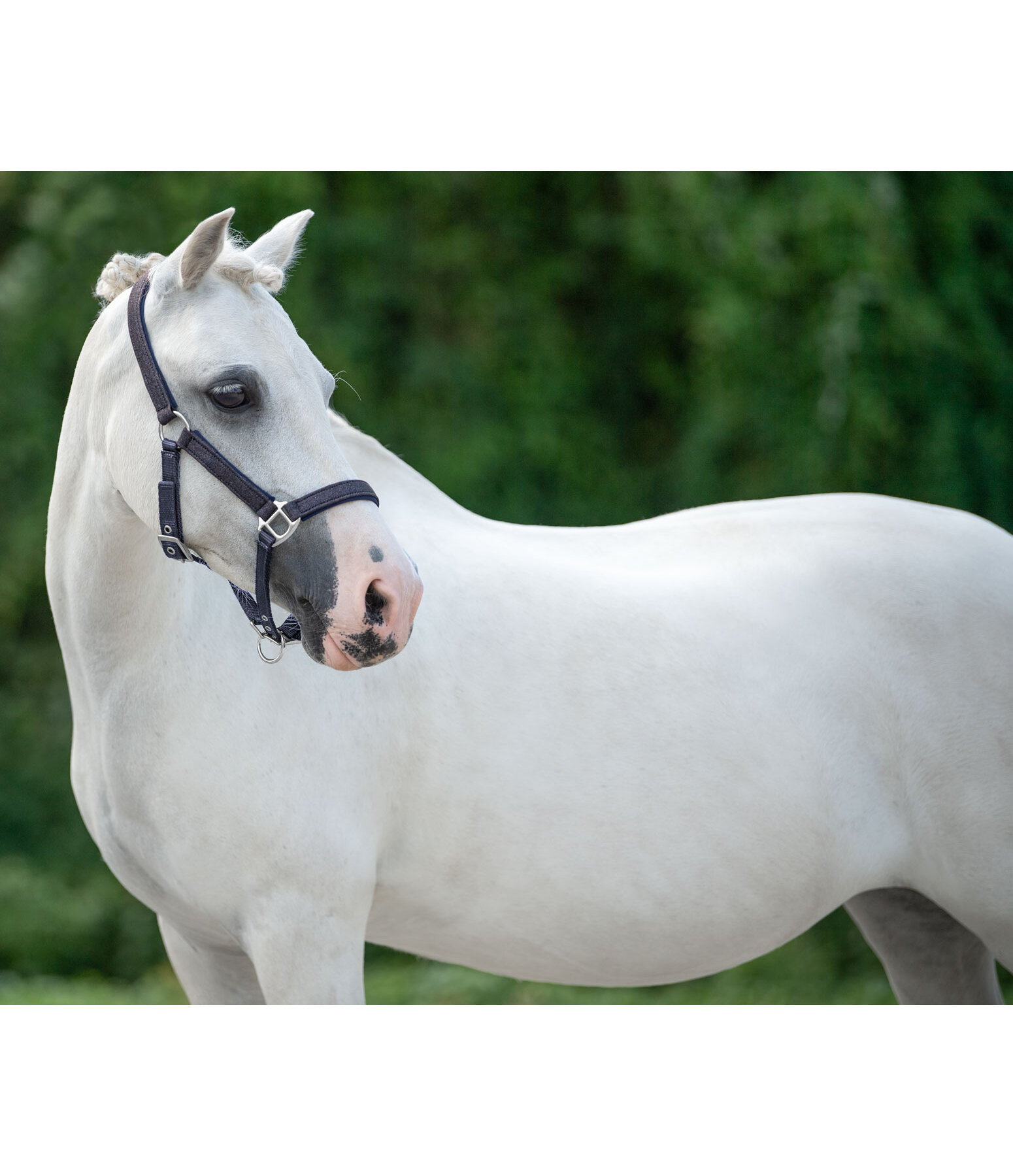 Foal and Shetland Pony Headcollar Twinkle