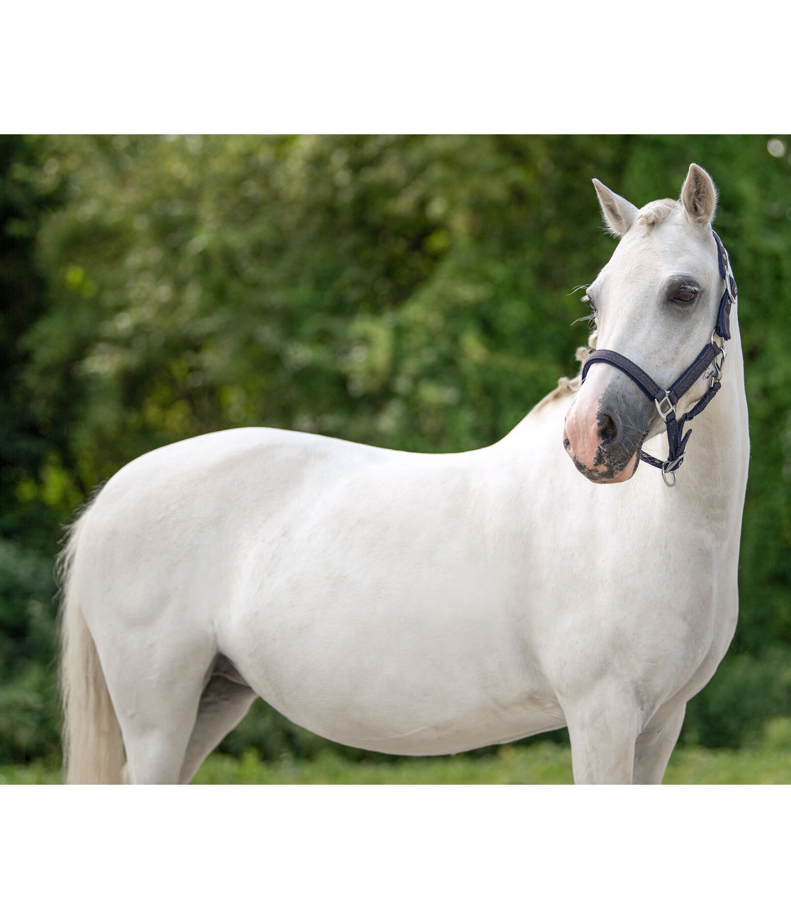 SHOWMASTER Foal and Shetland Pony Headcollar Twinkle