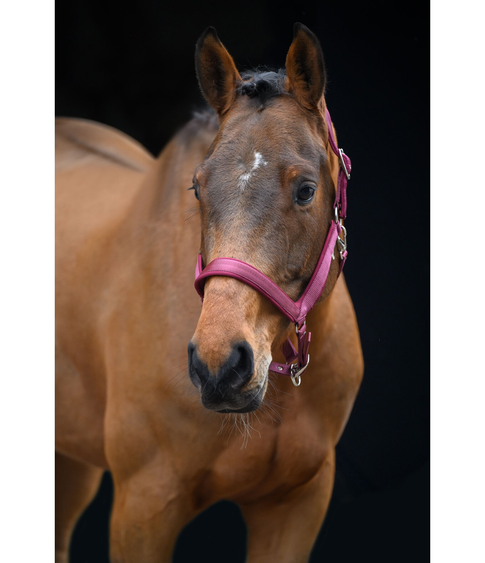 Headcollar Anatomical Relaxation