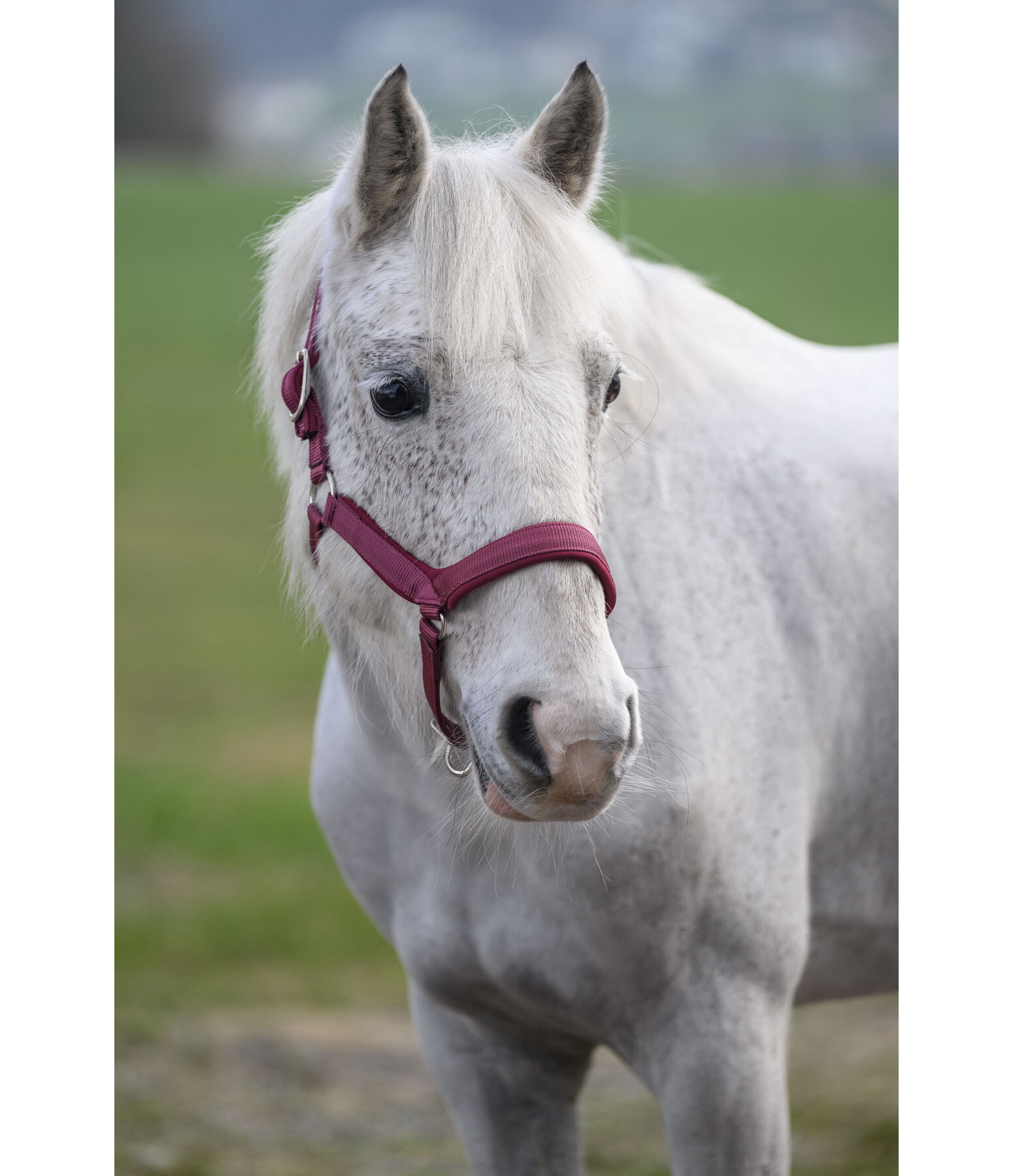 Headcollar Anatomical Relaxation