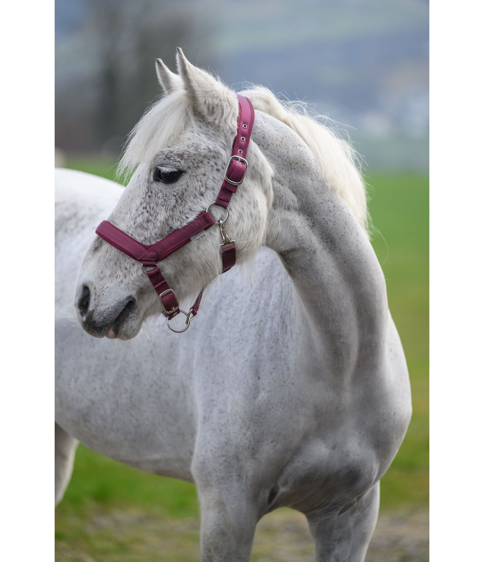 Headcollar Anatomical Relaxation