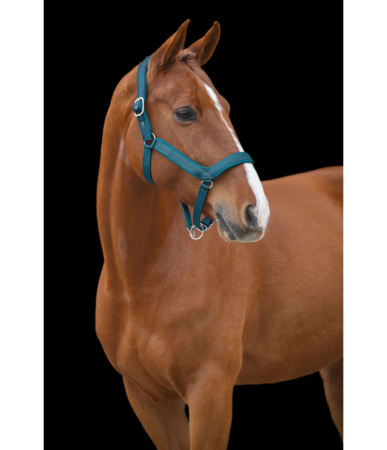 Headcollar Anatomical Relaxation