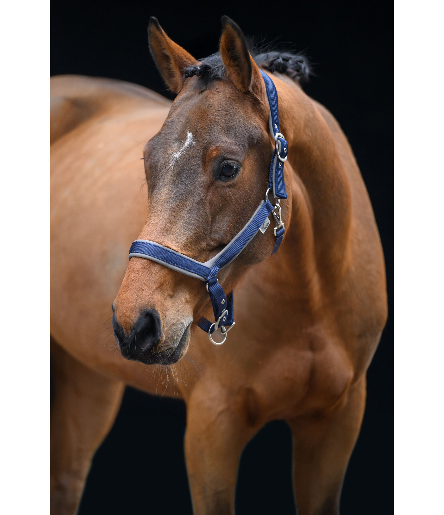 Headcollar Anatomical Relaxation