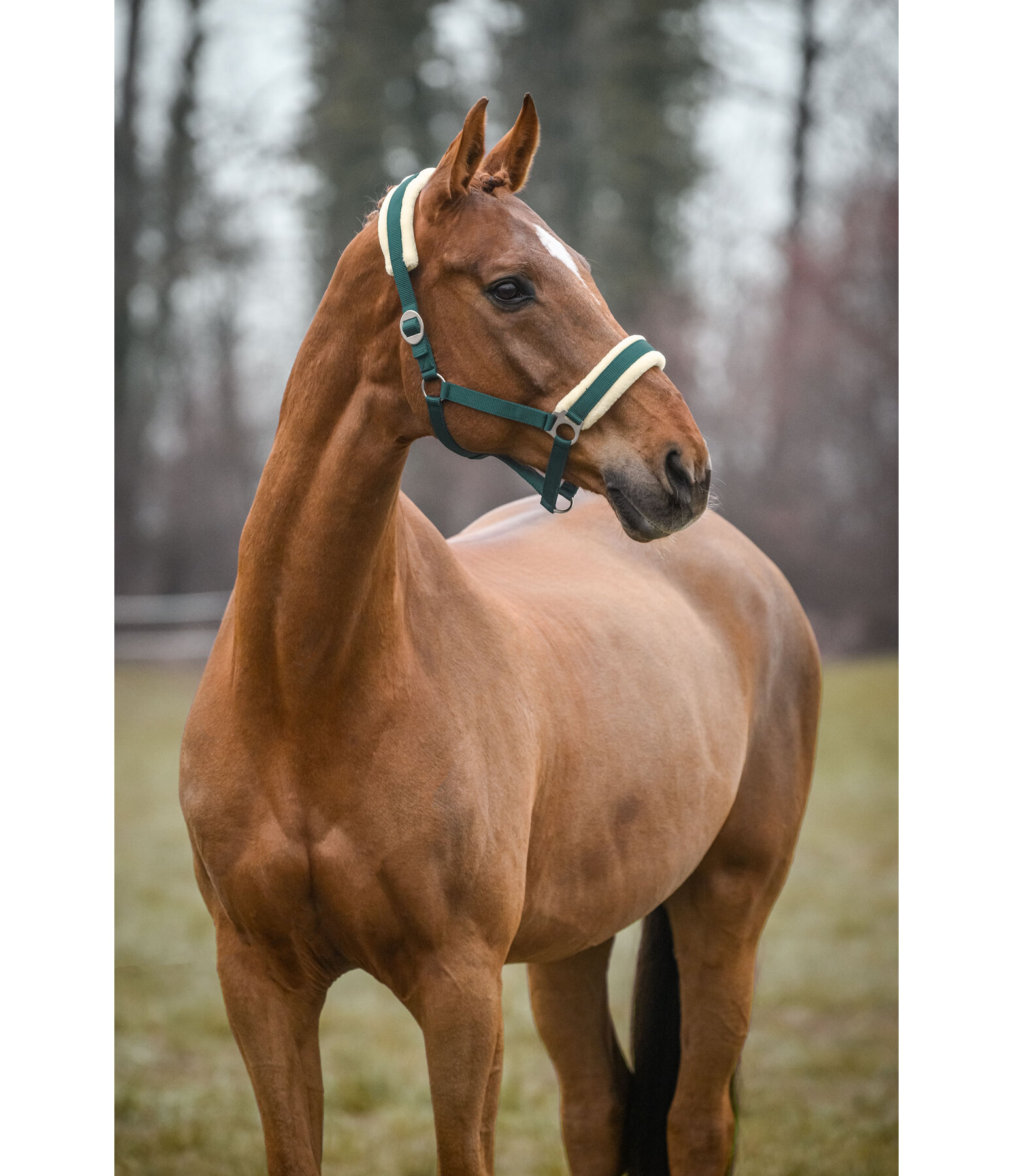 Headcollar Changeable