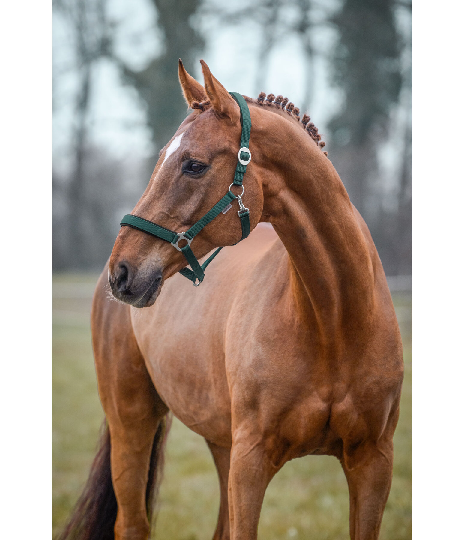 Headcollar Changeable