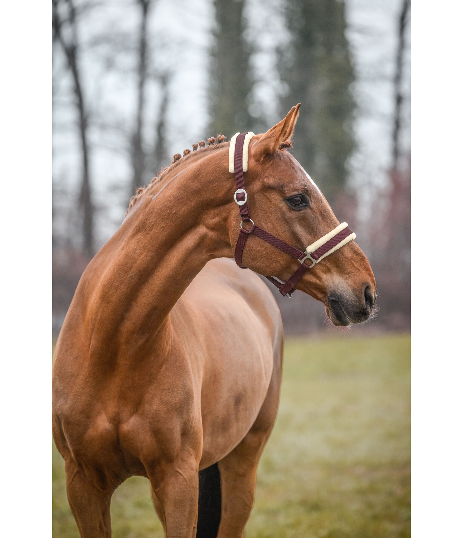 Headcollar Changeable