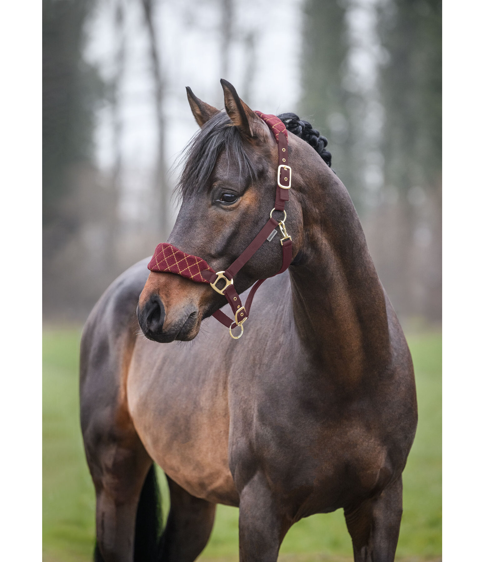 Headcollar Softy