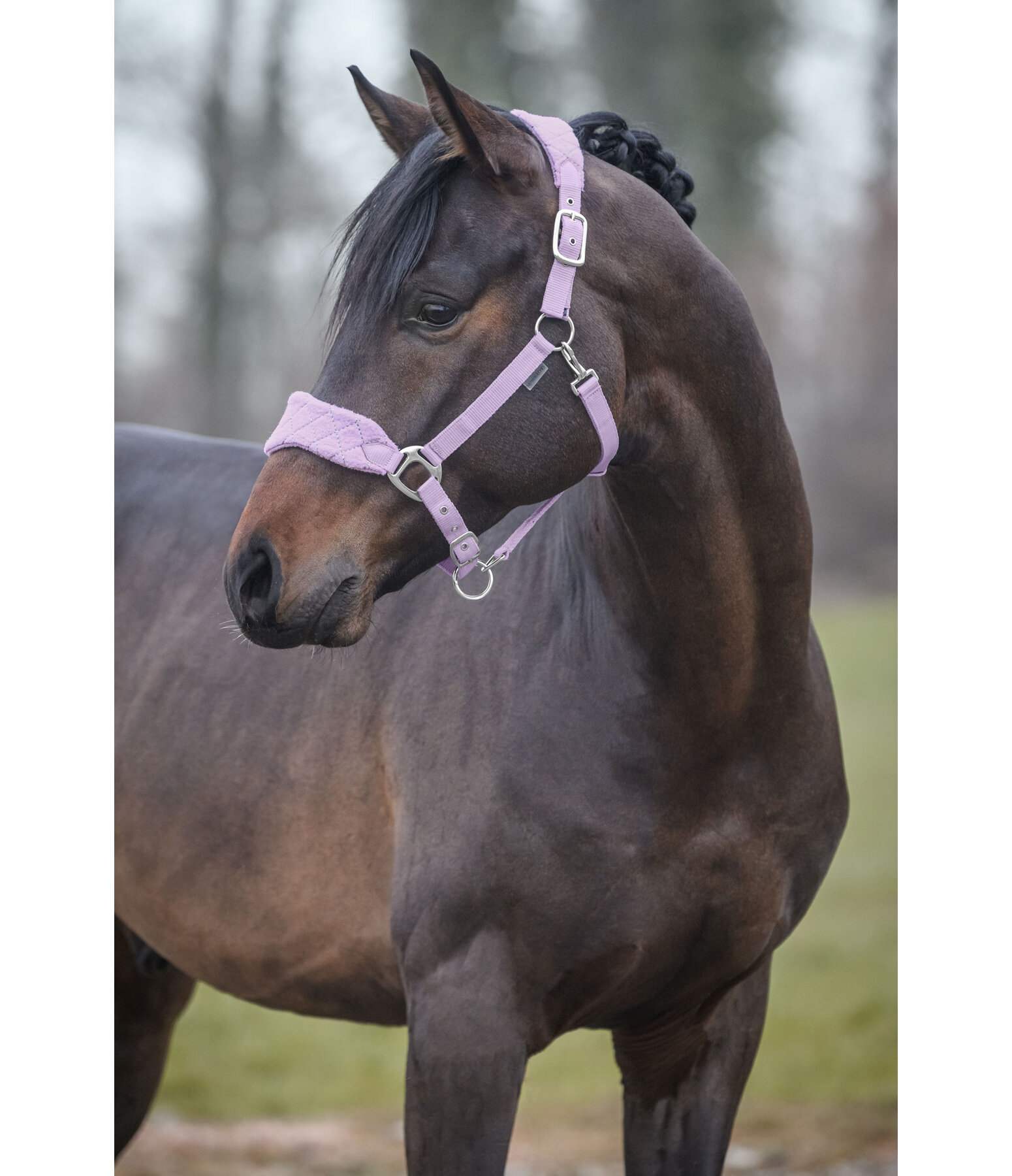 Headcollar Softy