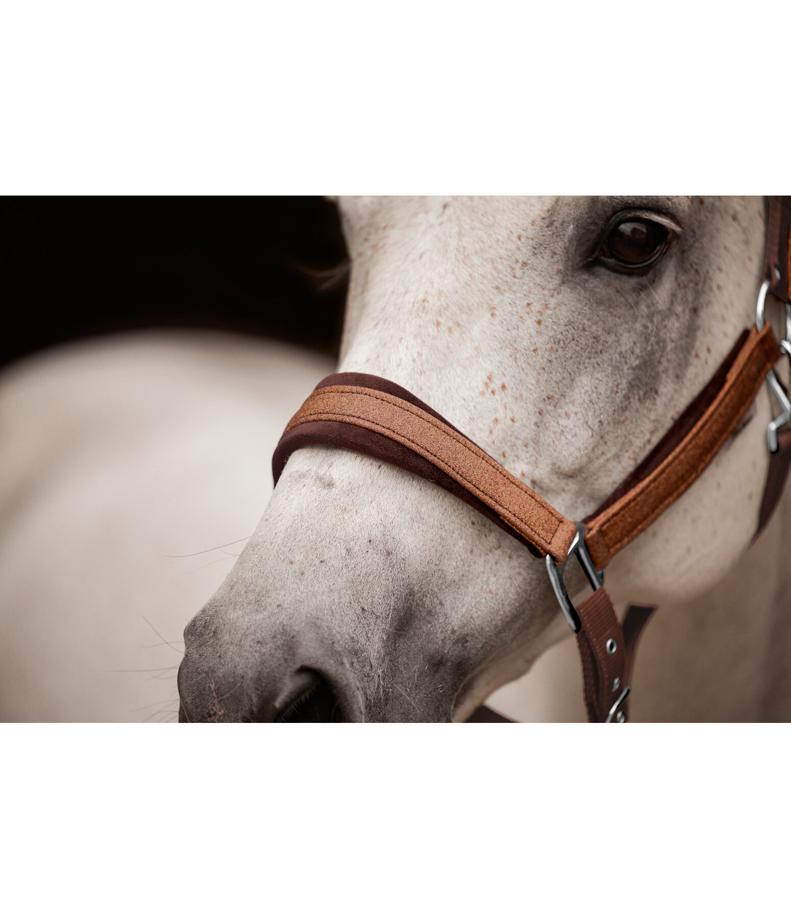 Headcollar Velvet Twinkle