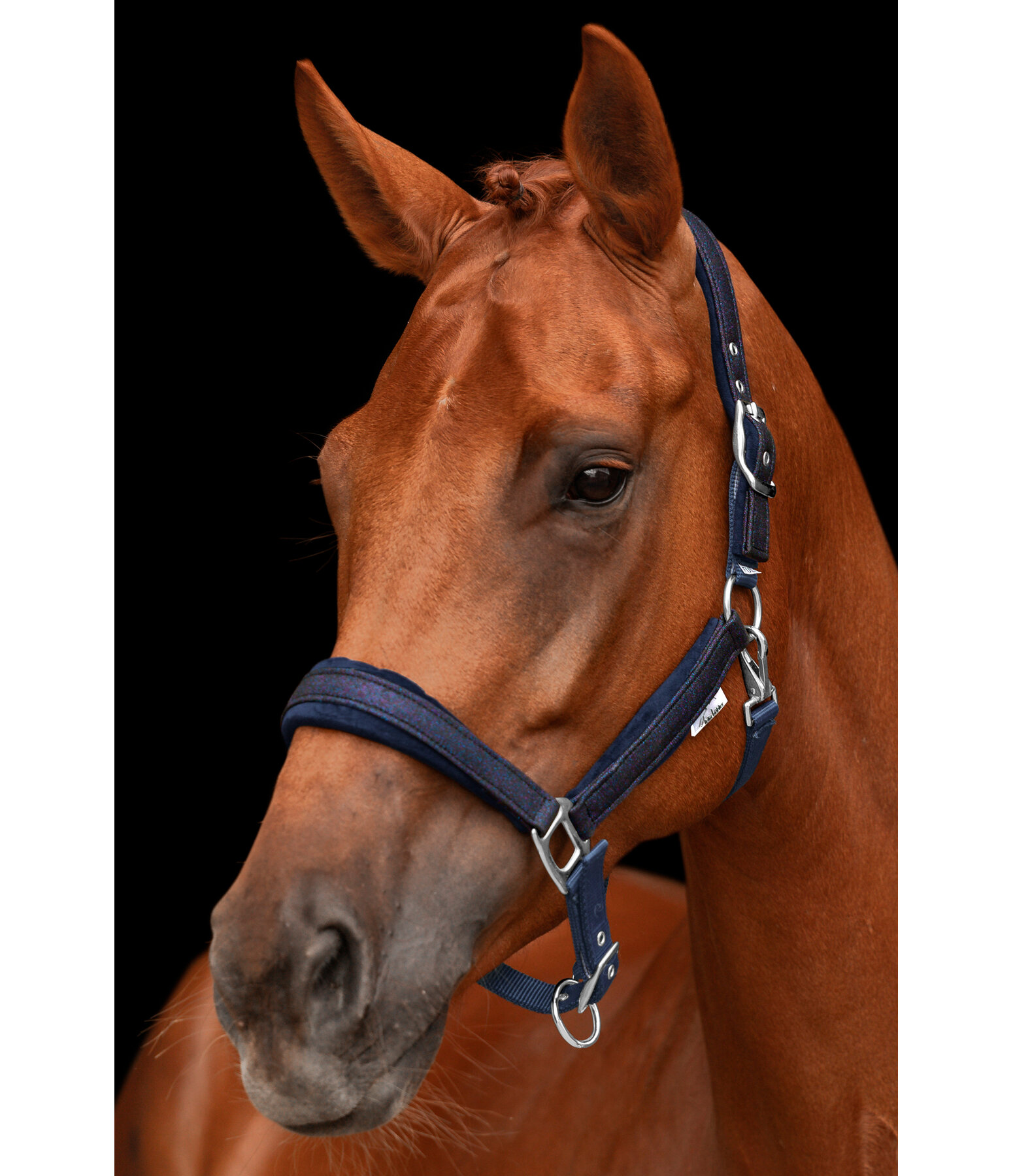 Headcollar Velvet Twinkle