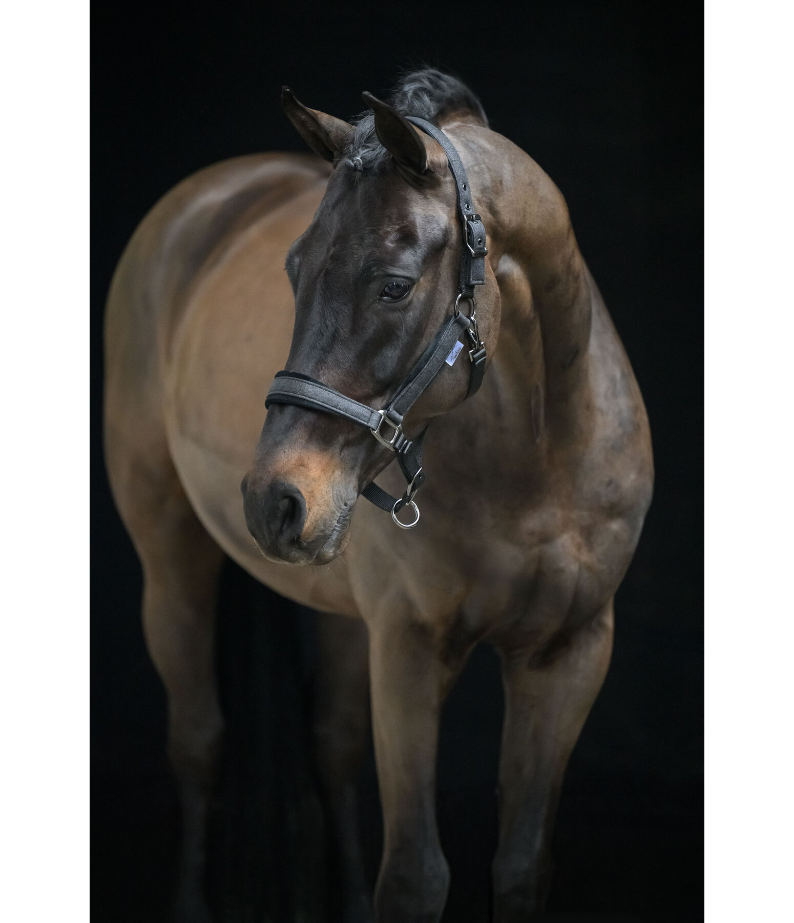 Headcollar Velvet Twinkle