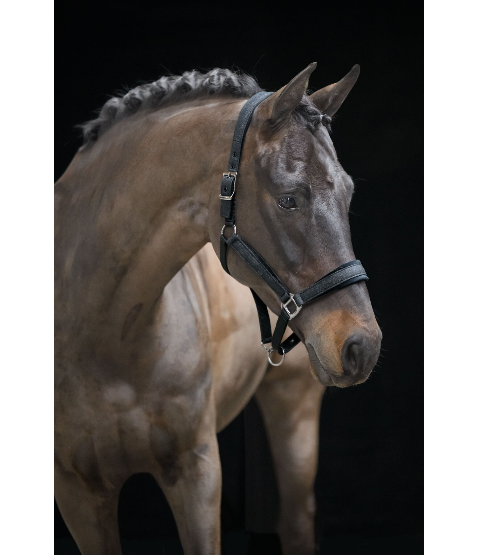 Headcollar Velvet Twinkle