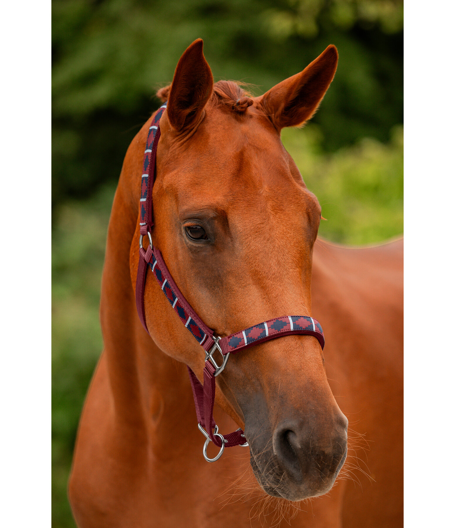 Headcollar Tricolour