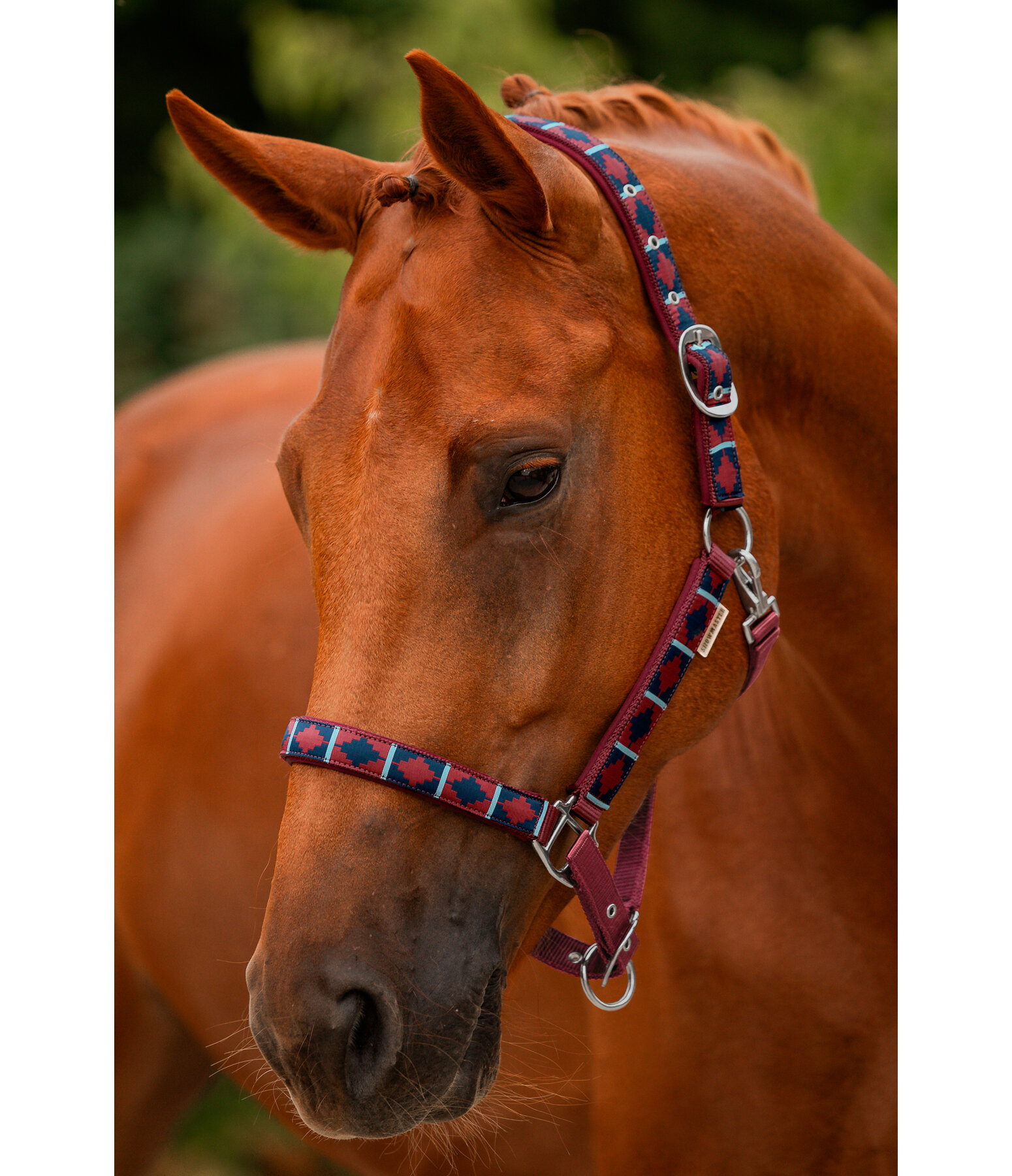 Headcollar Tricolour