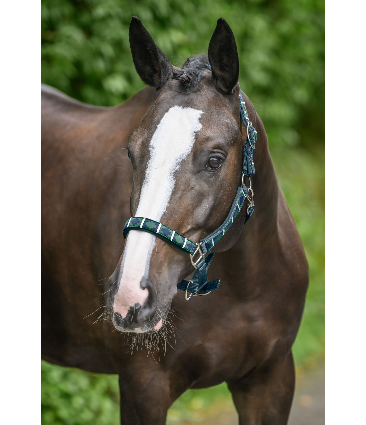 Headcollar Tricolour
