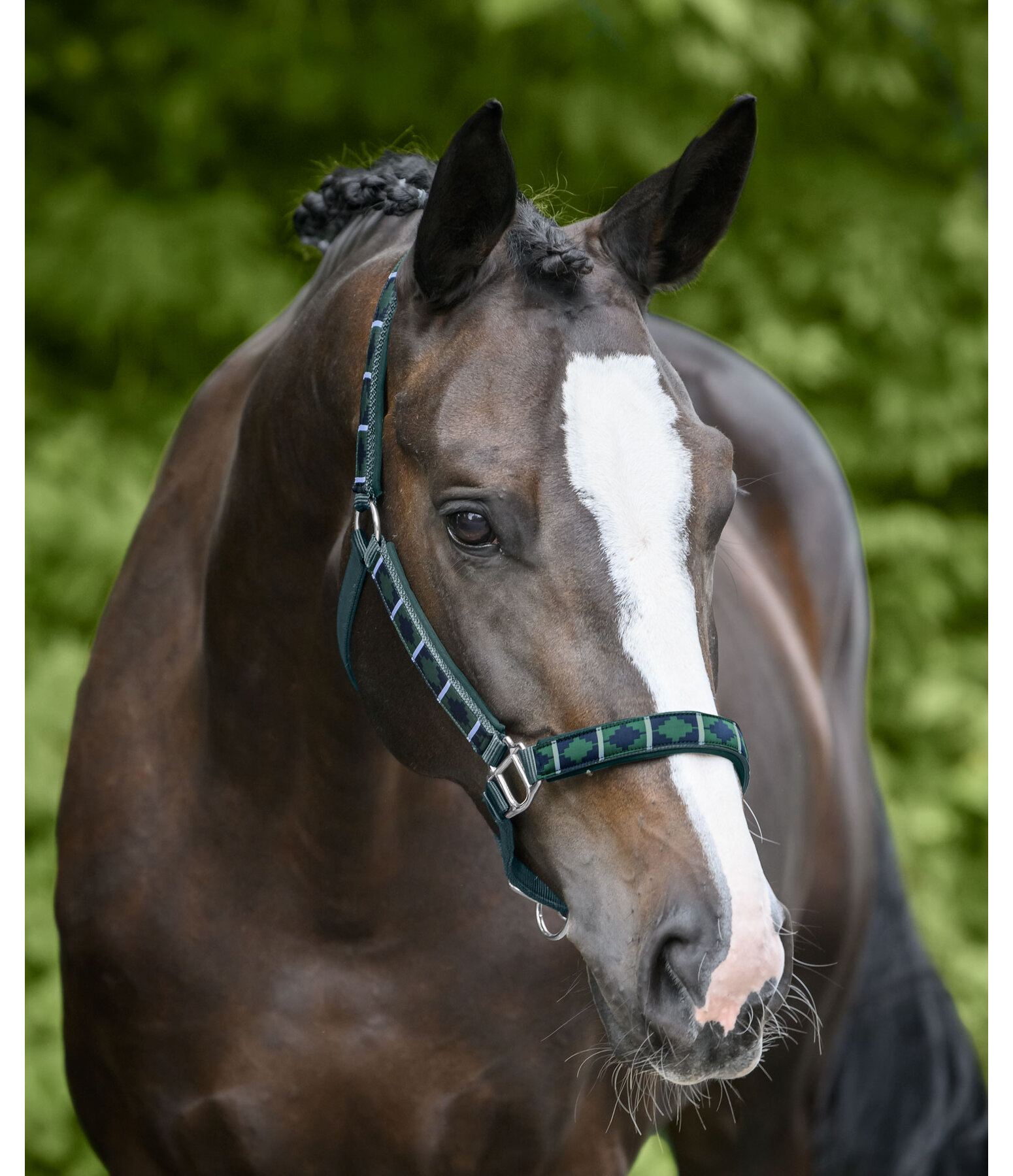 Headcollar Tricolour
