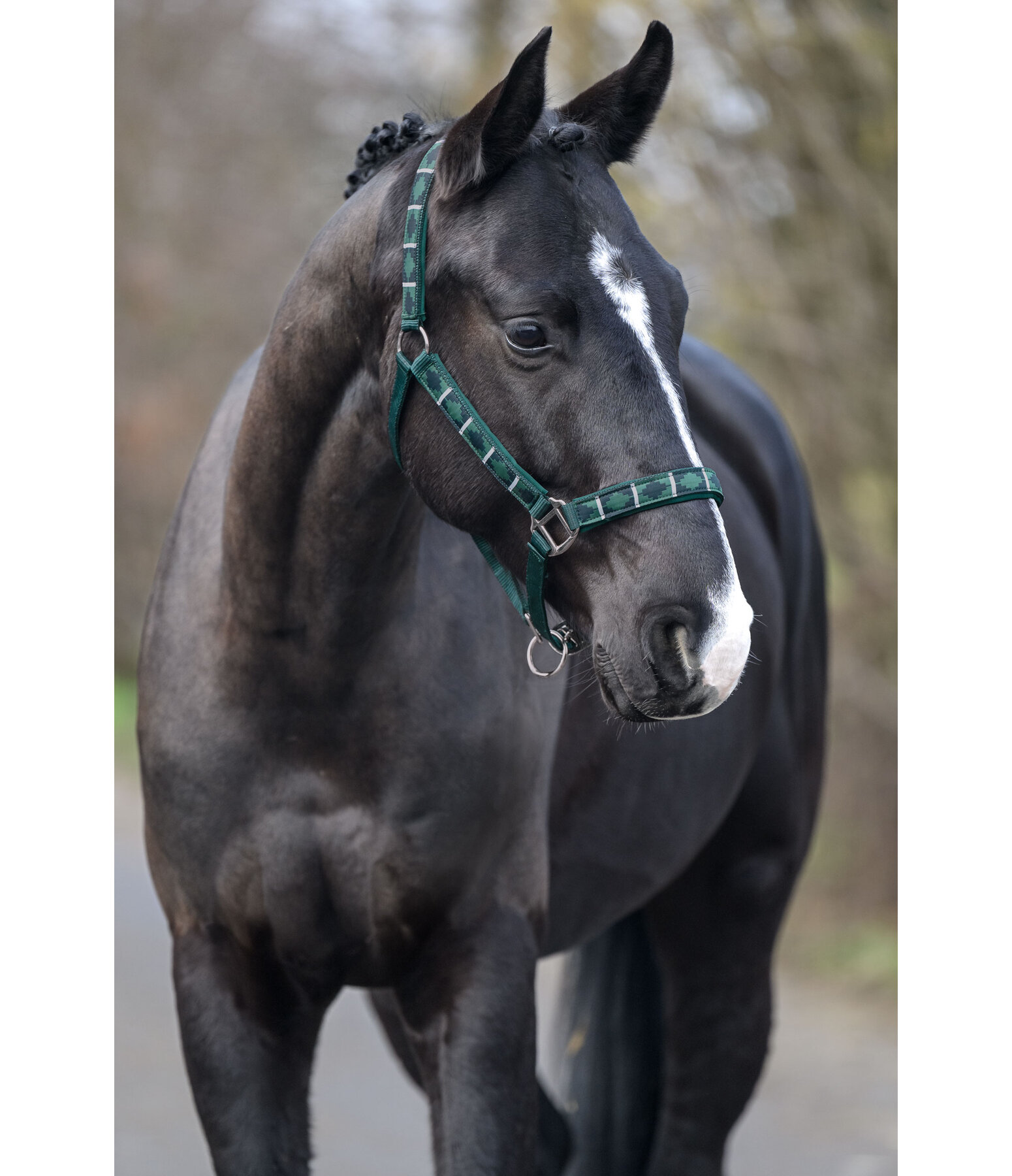 Headcollar Tricolour
