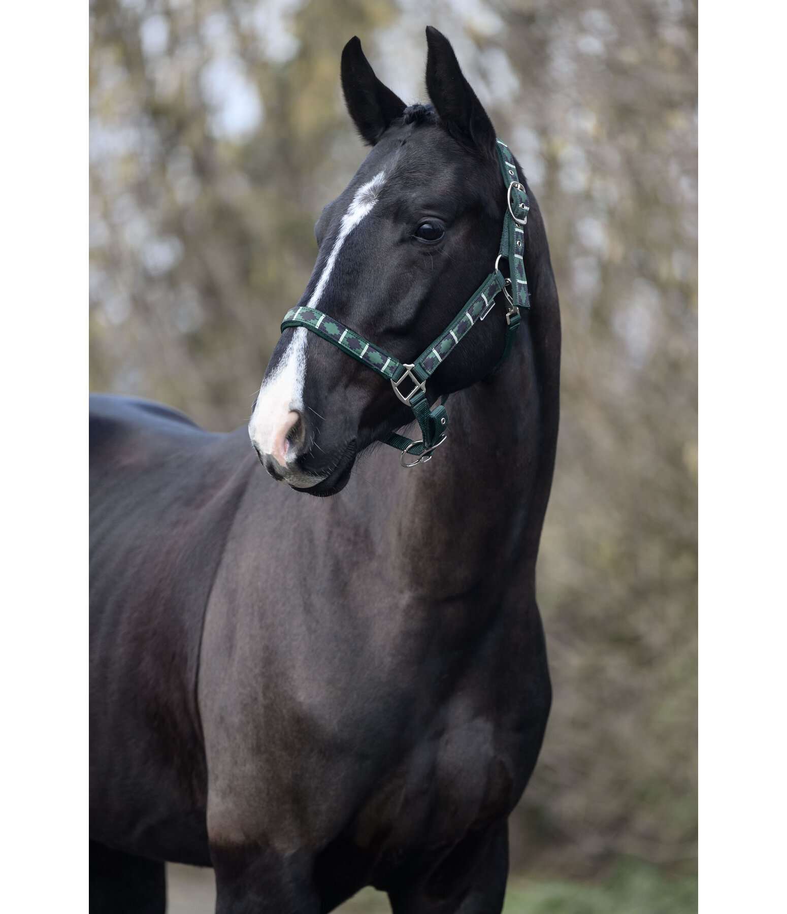 Headcollar Tricolour