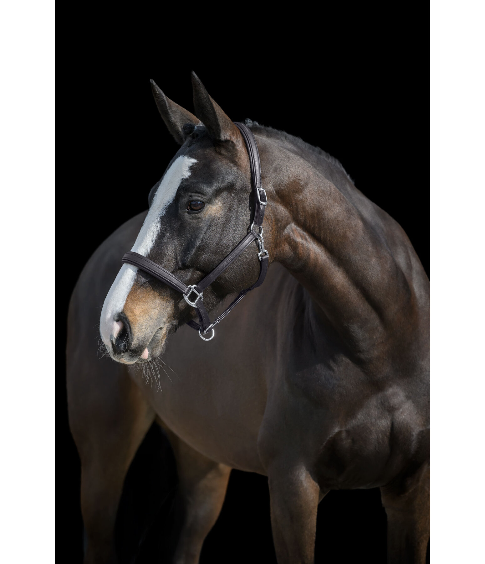 SYLKA Synthetic Leather Headcollar Animal Friendly