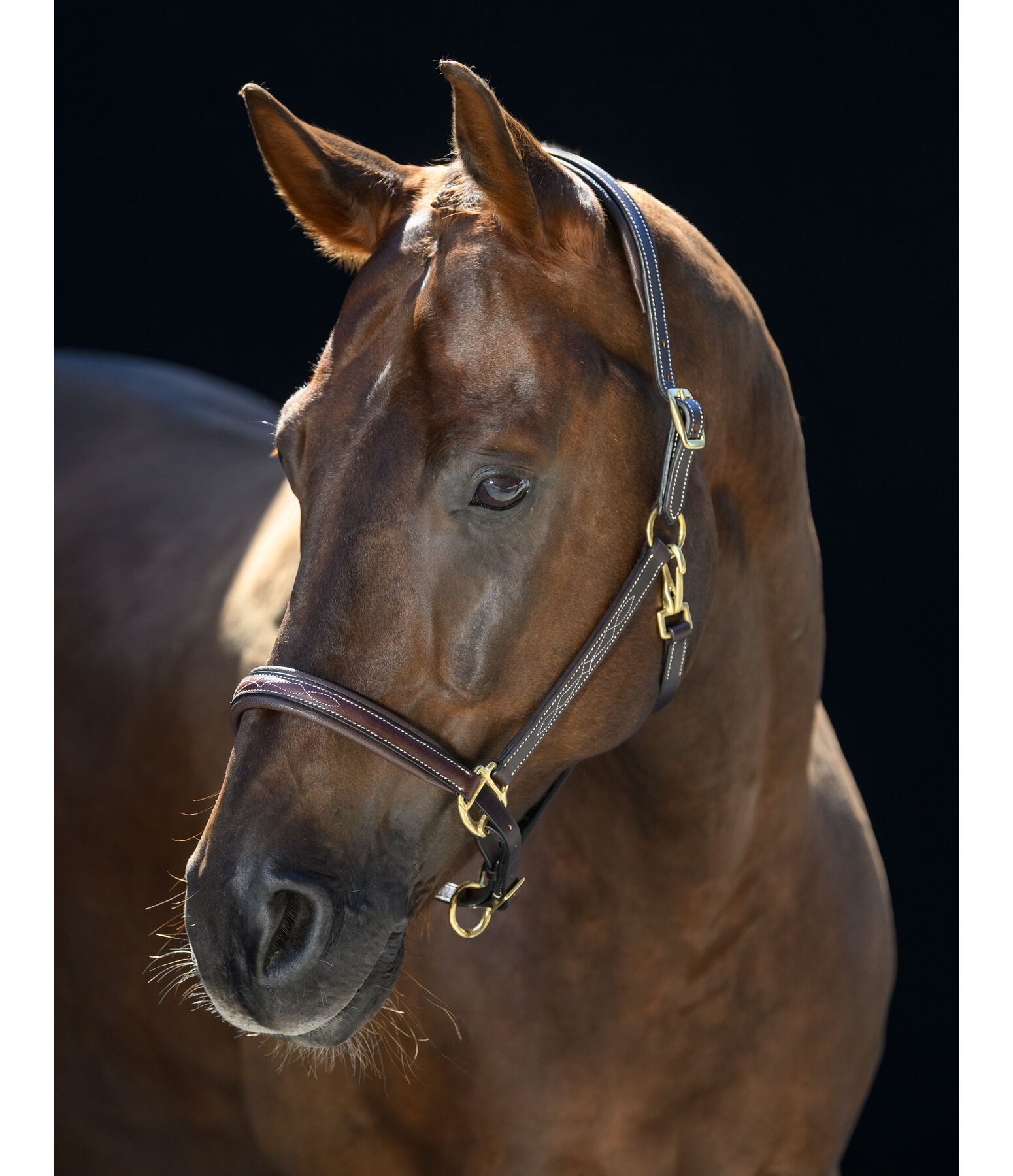 Leather Headcollar Stitch