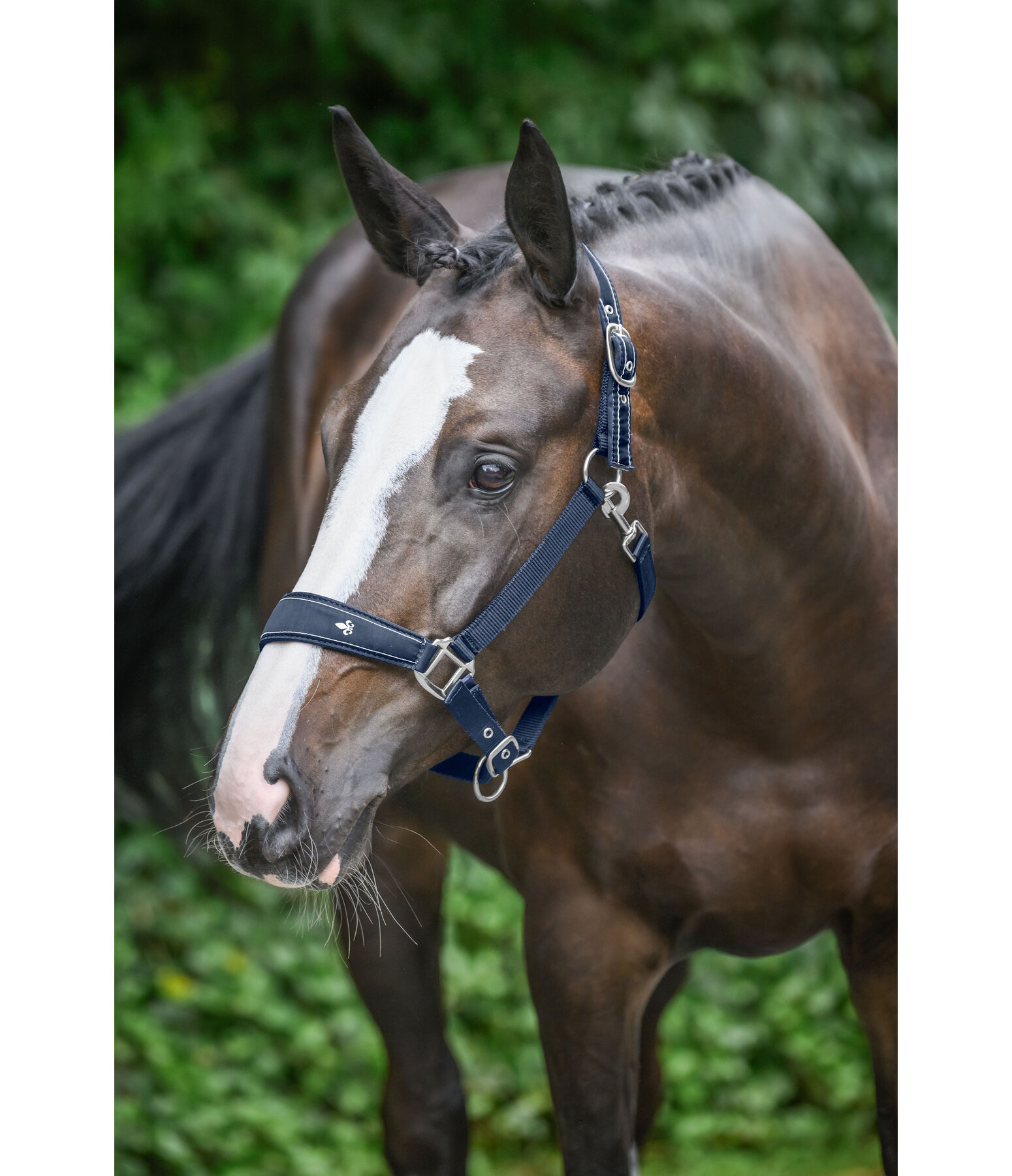 Headcollar Cloud