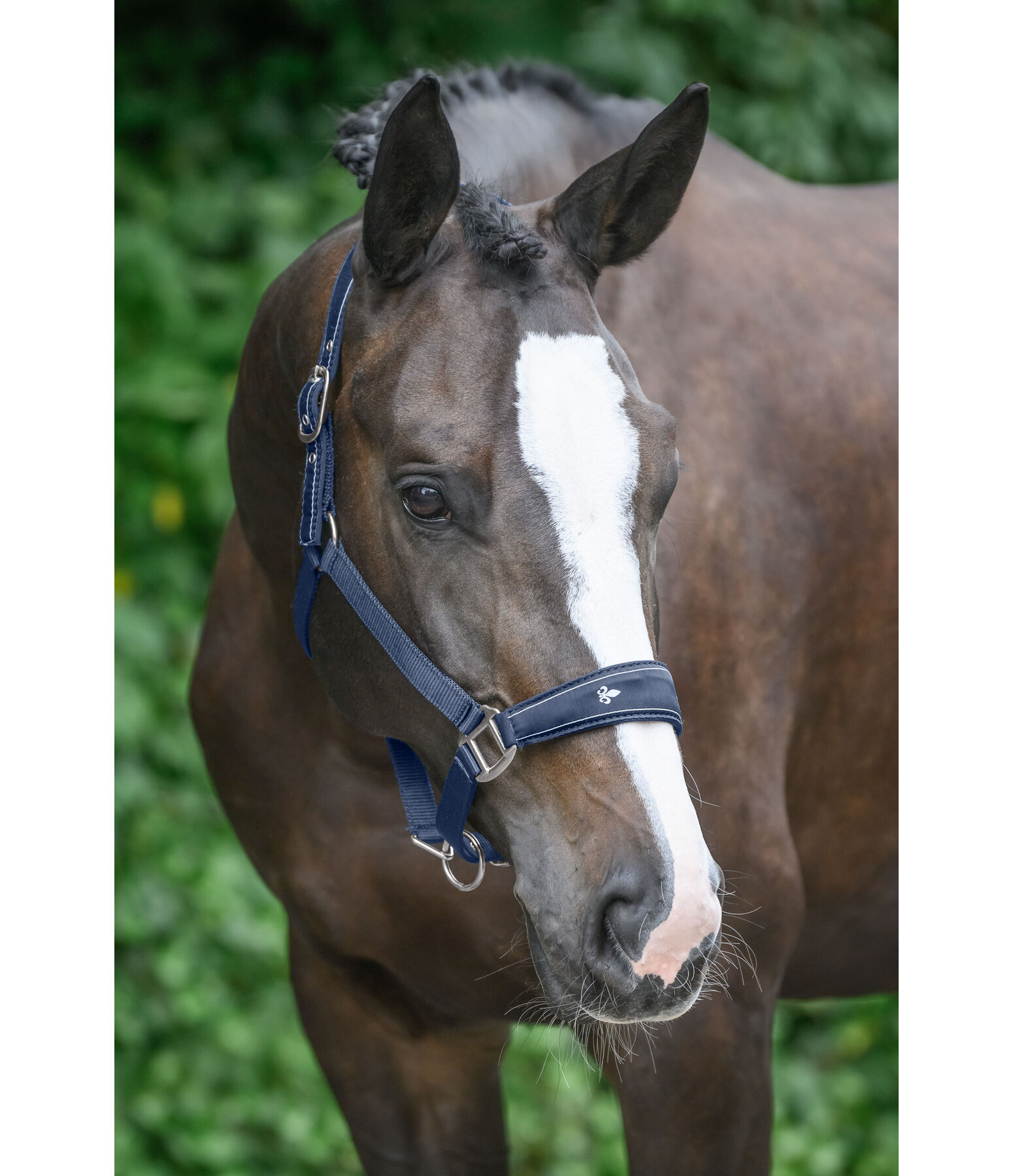 Headcollar Cloud