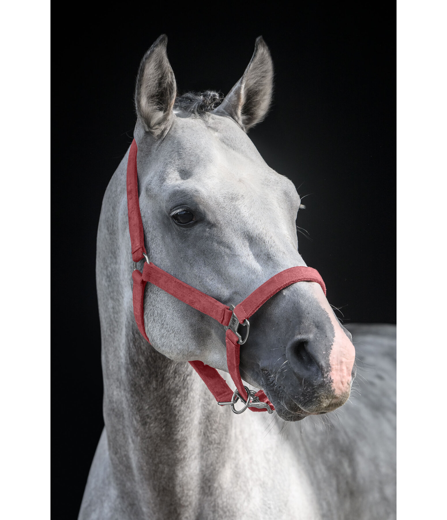 Headcollar Velvet