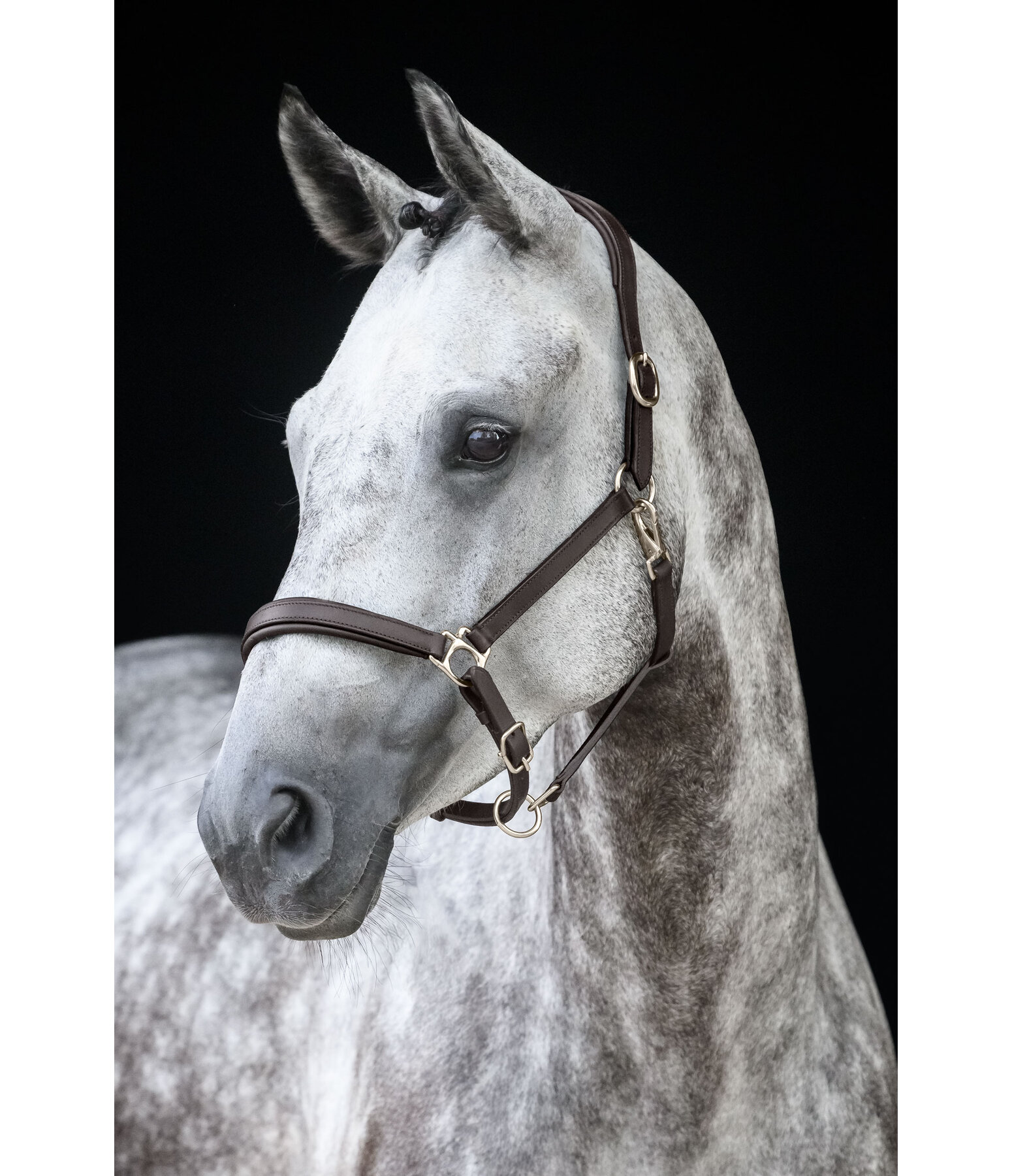 Leather Headcollar Anatomical